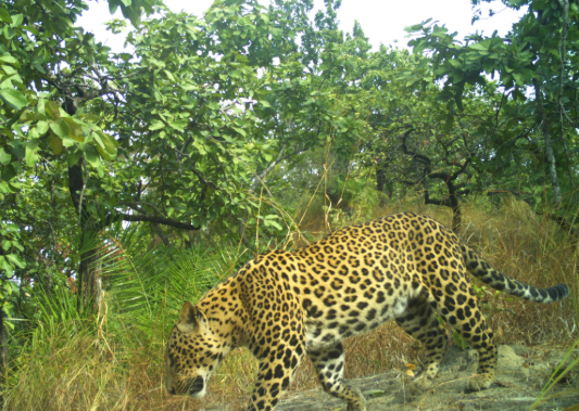 VTR Jungle Safari: वाल्मीकि टाइगर रिजर्व में 16 अक्टूबर से नया पर्यटन सीजन, नए सफारी रूट से बढ़ेगा रोमांच 2 Screenshot 2026 10 11 223927