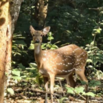 VTR Jungle Safari: वाल्मीकि टाइगर रिजर्व में 16 अक्टूबर से नया पर्यटन सीजन, नए सफारी रूट से बढ़ेगा रोमांच 19 Screenshot 2026 10 11 224104
