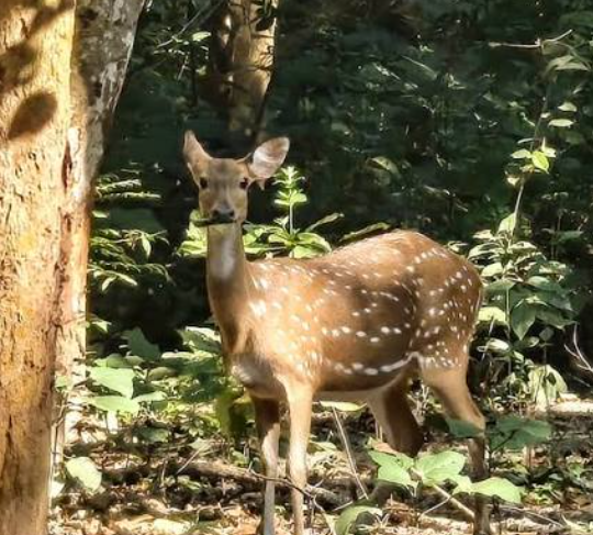 VTR Jungle Safari: वाल्मीकि टाइगर रिजर्व में 16 अक्टूबर से नया पर्यटन सीजन, नए सफारी रूट से बढ़ेगा रोमांच 47 VTR Jungle Safari: वाल्मीकि टाइगर रिजर्व में 16 अक्टूबर से नया पर्यटन सीजन, नए सफारी रूट से बढ़ेगा रोमांच